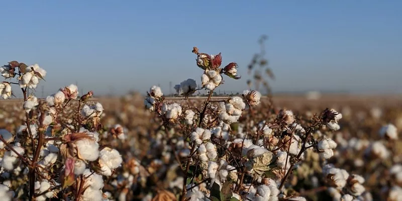 De la matière première aux chaussettes : séries de fils – Coton